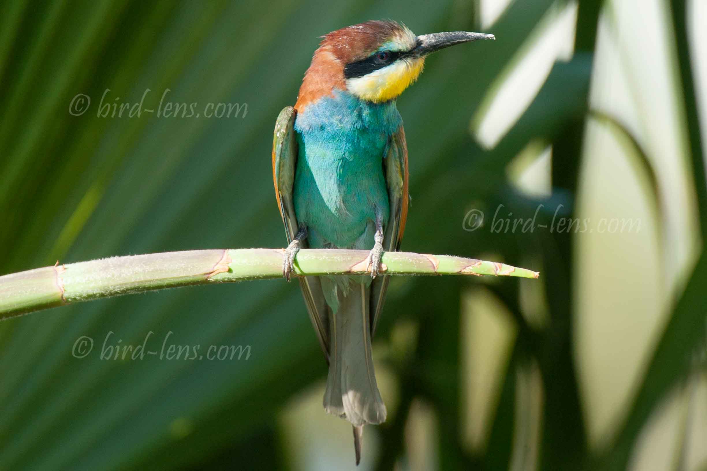 Bienenfresser (europ.)